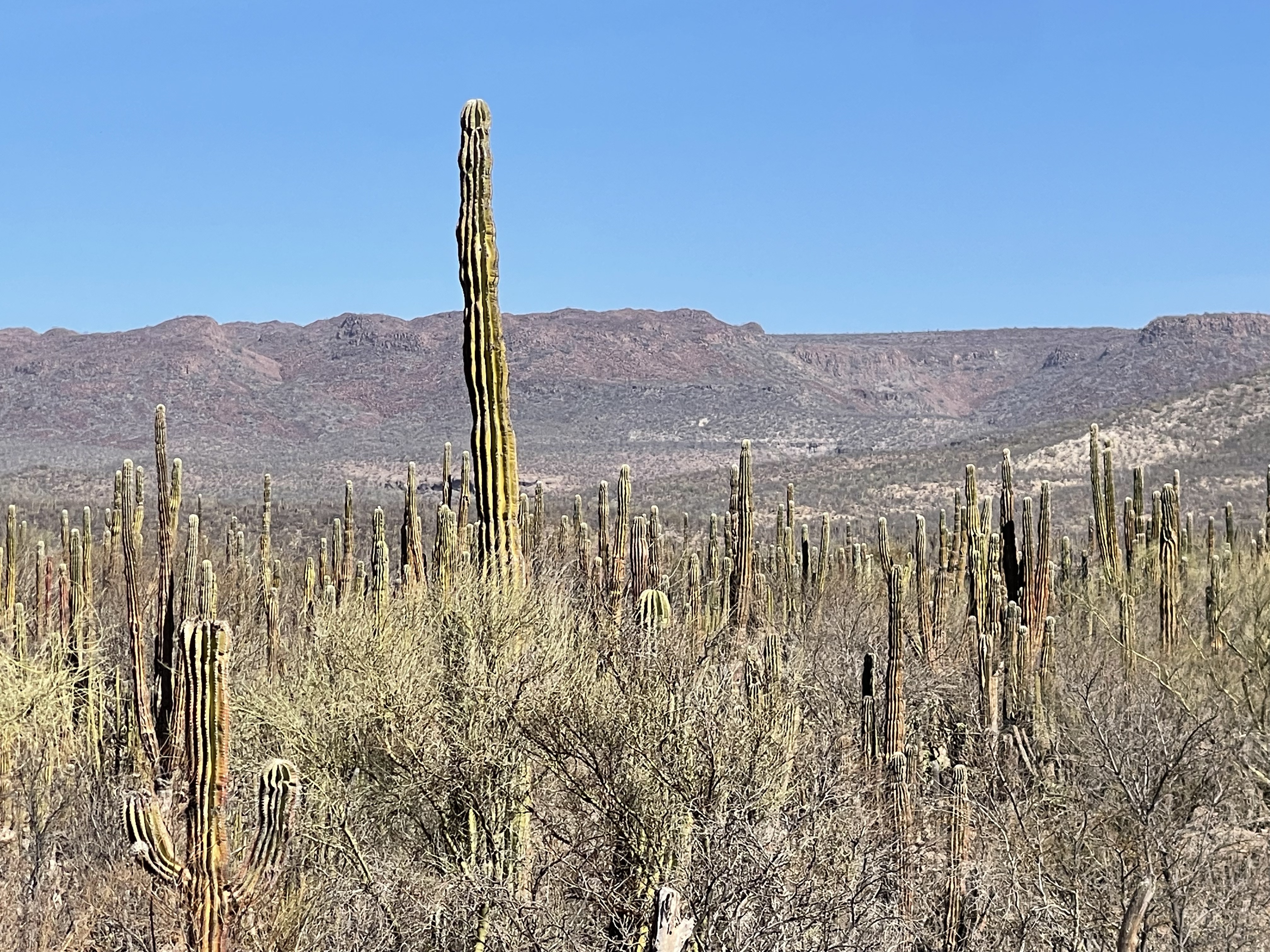 baja divide , bikepacking baja , baja-proof