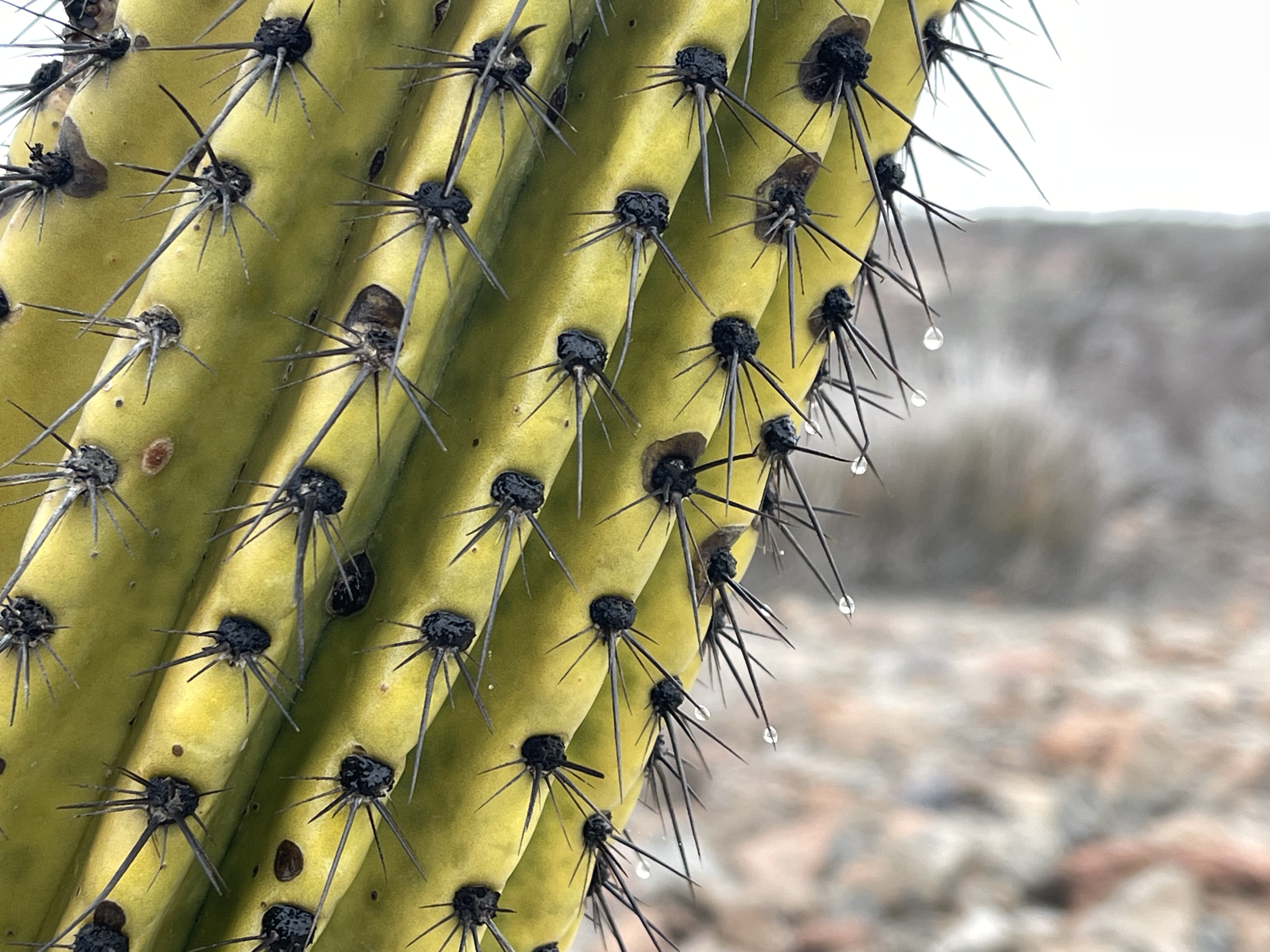 Baja divide , bikepacking baja , bikepacking