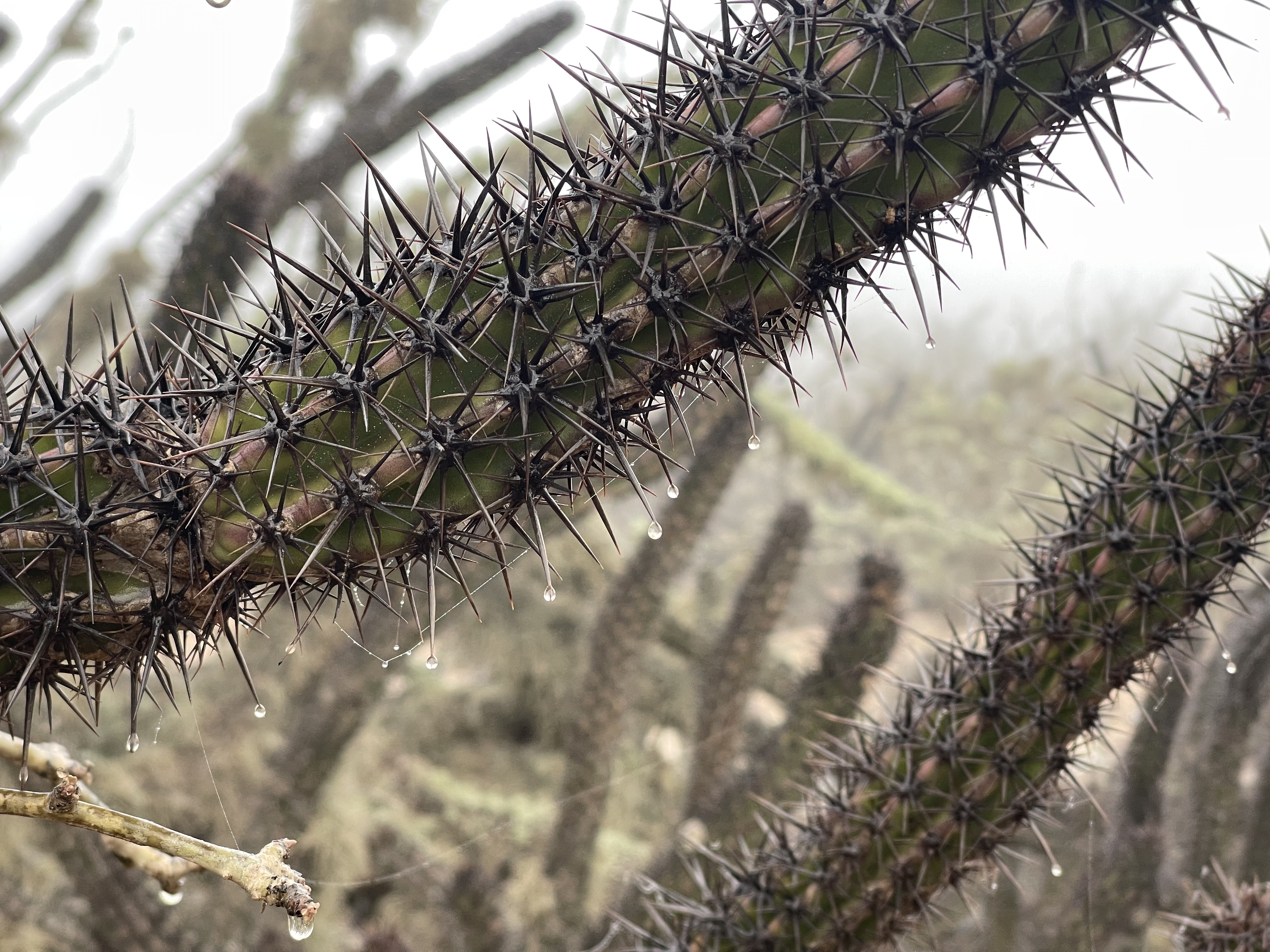 Baja divide , bikepacking baja , bikepacking