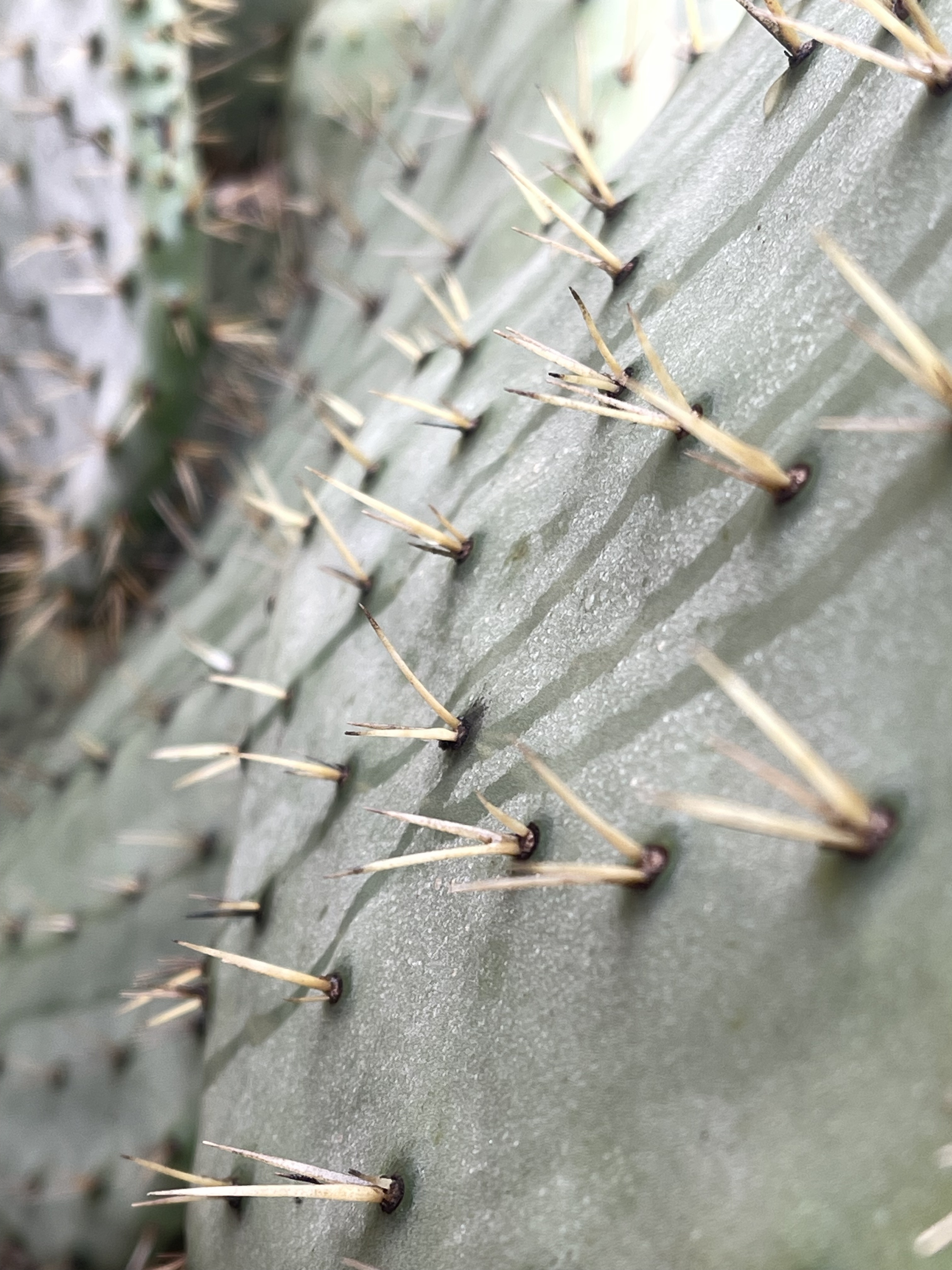 Baja divide , bikepacking baja , bikepacking