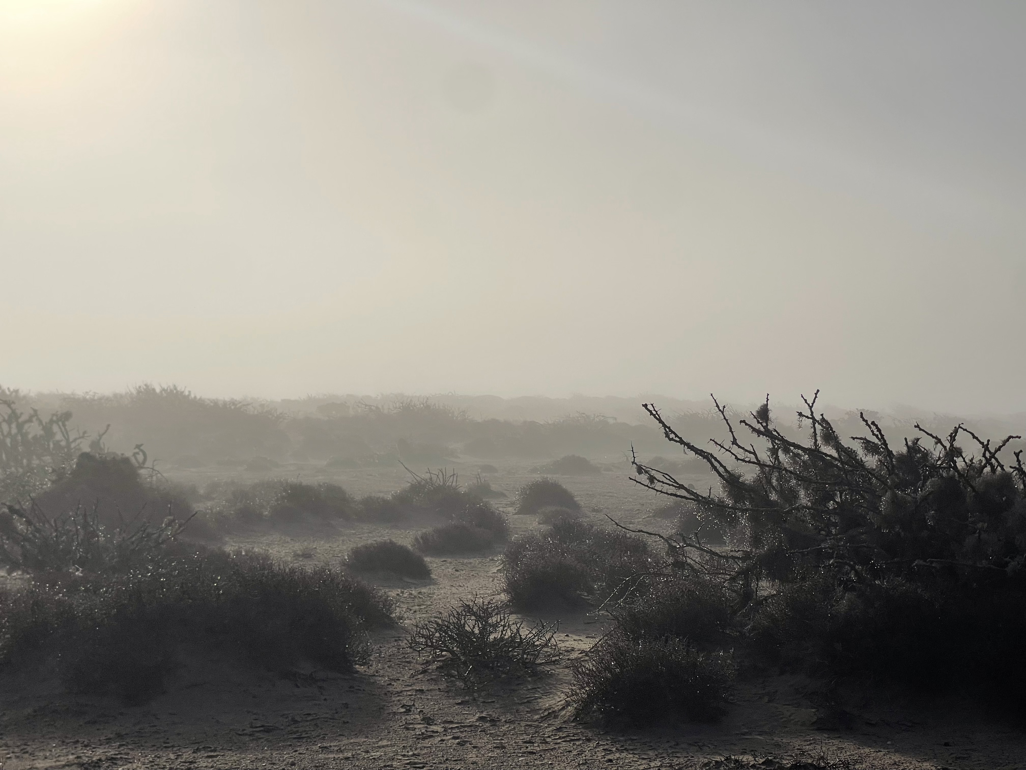 Fog Desert: the miracle of dry land irrigation – bikepackingbaja.com